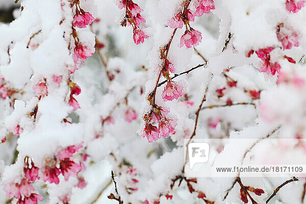 Nahaufnahme Detail des Frühlings jetzt auf Kirschblüten; Happy Valley  Oregon  Vereinigte Staaten von Amerika