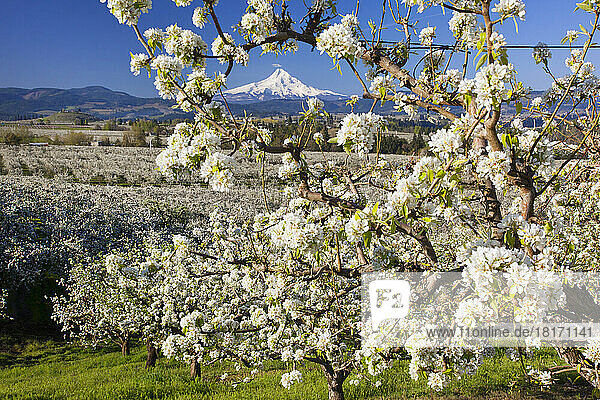 Blühende Apfelbäume in einem Obstgarten im Vordergrund mit dem schneebedeckten Mount Hood in der Ferne vor einem blauen Himmel; Oregon  Vereinigte Staaten von Amerika