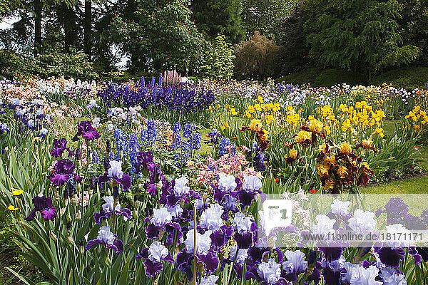 Wunderschön blühende Schwertlilien und andere Blumen in einem Garten in Schreiner's Iris Gardens im Willamette Valley  Oregon  USA; Oregon  Vereinigte Staaten von Amerika