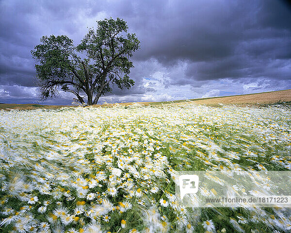 Wehende Gänseblümchen im Wind; Palouse  Washington  Vereinigte Staaten von Amerika