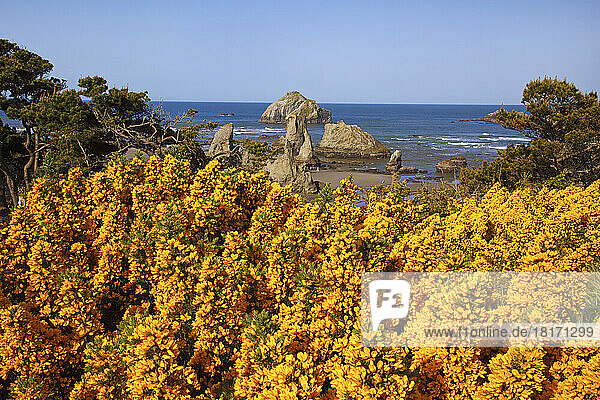 Wildblumen und Felsformationen entlang der Küste im Bandon State Park; Bandon  Oregon  Vereinigte Staaten von Amerika