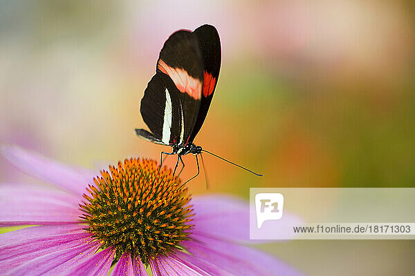 Nahaufnahme eines Schmetterlings  der auf einer rosa Blüte ruht; Oregon  Vereinigte Staaten von Amerika