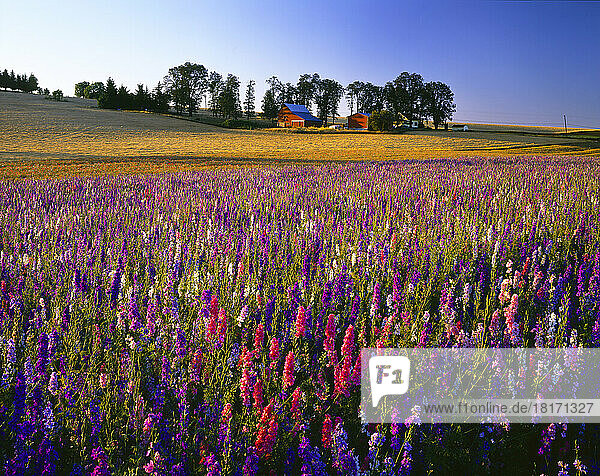 Eine Fülle von Wildblumen auf einem Feld neben goldenem Ackerland und einem Gehöft; Oregon  Vereinigte Staaten von Amerika