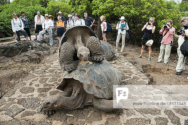 Touristen fotografieren sehr alte und sehr seltene Galapagos-Schildkröten (Chelonoidis nigra) in der Charles-Darwin-Forschungsstation  Santa-Cruz-Insel  Galapagos-Nationalpark; Santa-Cruz-Insel  Galapagos-Inseln  Ecuador
