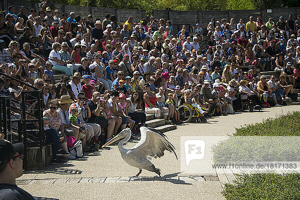 Ein Vogel unterhält eine Menschenmenge im Le Parc des Oiseaux  einem Vogelpark in der Stadt Villars Les Dombes  Frankreich; Villars les Dombes  Frankreich