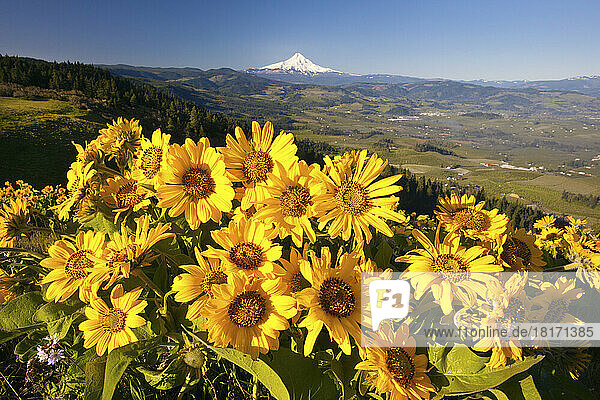 Blühende Wildblumen verschönern das Hood River Valley und den Mount Hood  Columbia River Gorge National Scenic Aea; Oregon  Vereinigte Staaten von Amerika