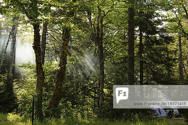 Light beams penetrate the smoky understory at Point Wolfe campground.; Point Wolfe Campground  Fundy National Park  New Brunswick  Canada.