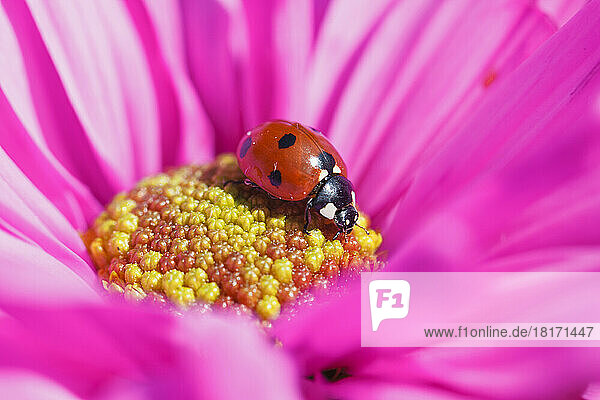 Nahaufnahme eines Marienkäfers  der in der Mitte einer rosa Blüte krabbelt; Oregon  Vereinigte Staaten von Amerika