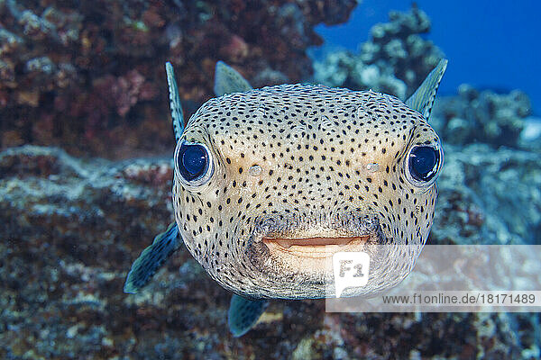 Der Gepunktete Igelfisch (Diodon hystrix) ernährt sich hauptsächlich nachts von hartschaligen Wirbellosen und ist auch als Riesen-Igelfisch bekannt; Hawaii, Vereinigte Staaten von Amerika