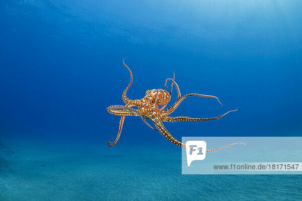 Der Tagkrake (Octopus cyanea) ist auch als großer blauer Krake bekannt. Er kommt sowohl im Pazifik als auch im Indischen Ozean vor  von Hawaii bis zur Ostküste Afrikas; Hawaii  Vereinigte Staaten von Amerika