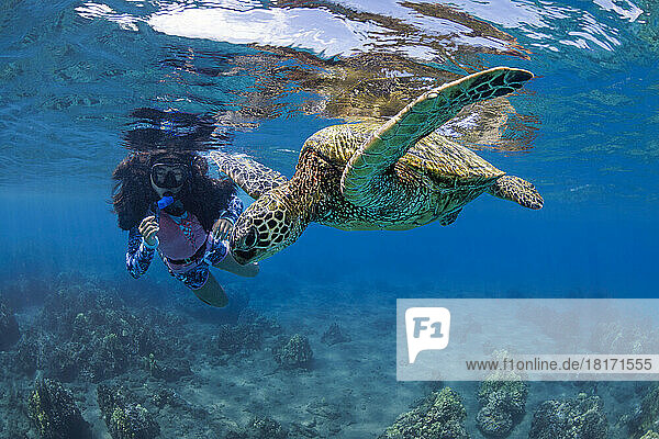 An endangered species  the Green sea turtle (Chelonia mydas)  are a common sight around the Hawaiian Islands; Hawaii  United States of America
