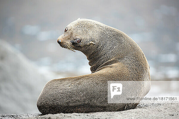 This young Guadalupe Fur Seal (Arctocephalus townsendi) on a beach; Guadalupe Island  Mexico