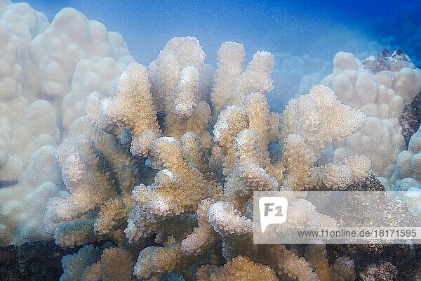 A close look at the spawning polyps of cauliflower coral (Pocillopora meandrina)  releasing both eggs and sperm into open ocean just after sunrise; Hawaii  United States of America