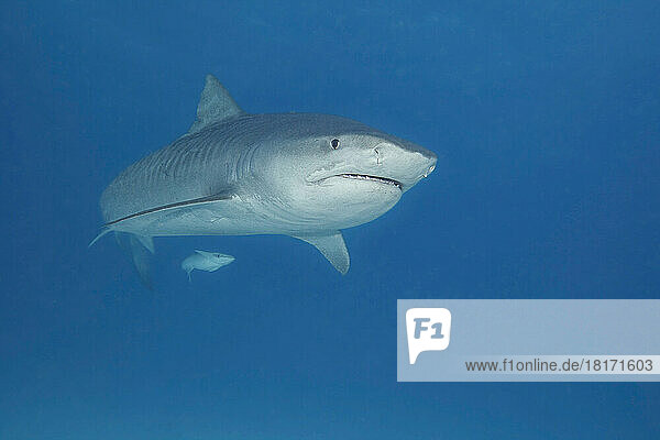 This Tiger shark (Galeocerdo cuvier) was attracted with bait to be photographed; Bahamas