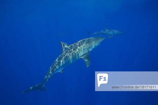 Diese Weißen Haie (Carcharodon carcharias) wurden vor der Insel Guadalupe in Mexiko fotografiert; Guadalupe Island  Mexiko