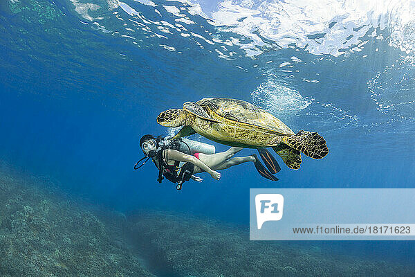Diver with an endangered species  the Green sea turtle (Chelonia mydas); Hawaii  United States of America
