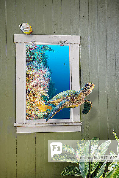 Künstlerisches Fantasiebild einer grünen Meeresschildkröte  Chelonia mydas  die aus dem Fenster eines rustikalen Landhauses schwimmt; Kunstwerk