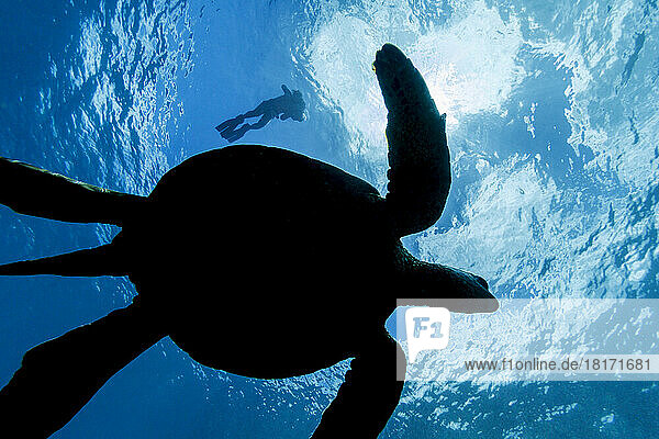 Silhouette of a Green sea turtle (Chelonia mydas)  an endangered species  with a snorkeler on the surface; Hawaii  United States of America