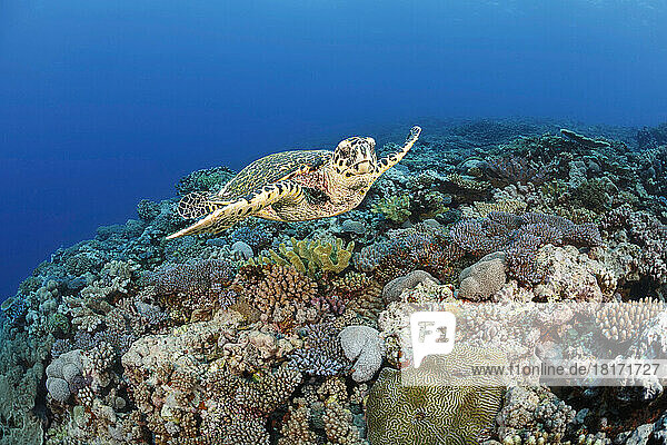Eine vom Aussterben bedrohte Echte Karettschildkröte (Eretmochelys imbricata) gleitet über ein Hartkorallenriff im pazifischen Ozean in Fidschi; Fidschi