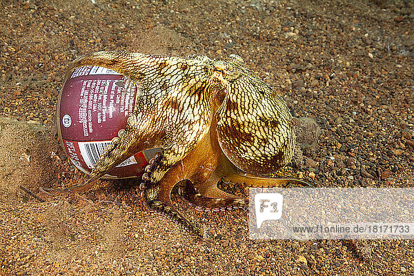 Dieser geäderte Oktopus (Octopus marginatus) nutzt eine weggeworfene Flasche als Heim; Anilao  Philippinen
