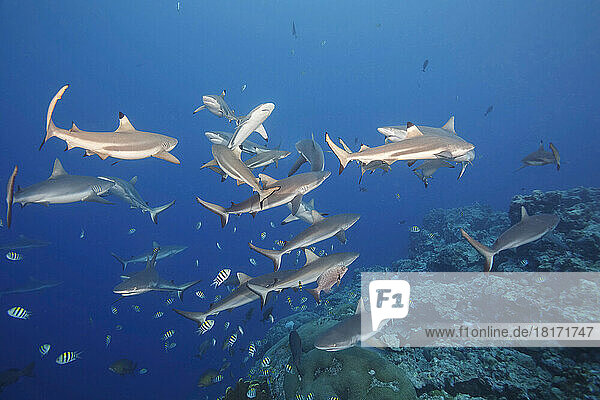 Schwarzspitzen-Riffhaie (Carcharhinus melanopterus) und Graue Riffhaie (Carcharhinus amblyrhynchos) vor der Insel Yap  Mikronesien; Yap  Föderierte Staaten von Mikronesien