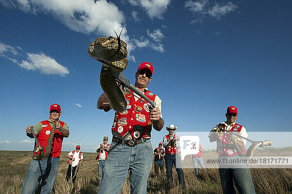 Rattler wranglers show off western diamondbacks (Crotalus atrox) they collected; Mangum  Oklahoma  United States of America