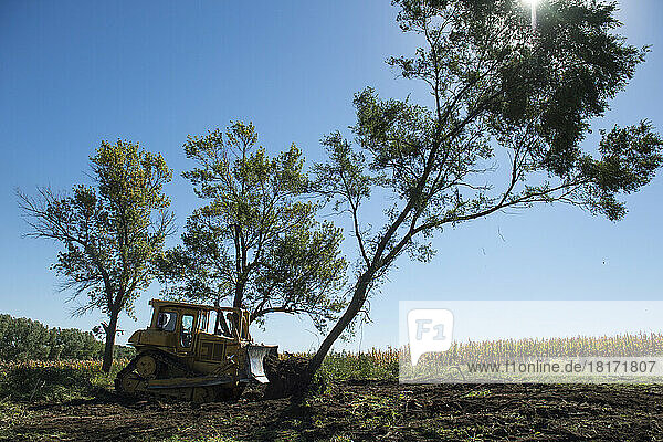 Bulldozer bricht einen großen Baum ab; Otoe  Nebraska  Vereinigte Staaten von Amerika