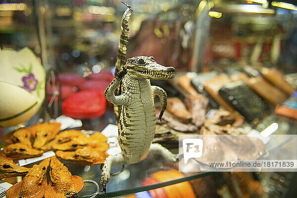 Souvenirs aus Krokodilarten werden auf dem Flughafen von Hanoi in Vietnam verkauft; Hanoi  Vietnam