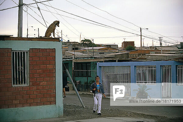 Ein Hund beobachtet Passanten vom Dach eines Hauses aus; Arica  Chile