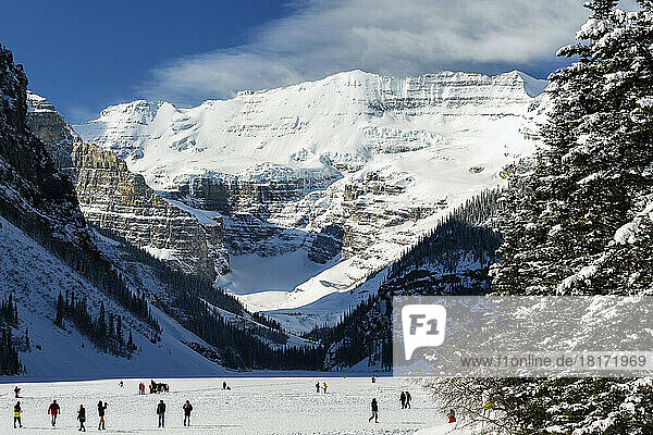 Several people on frozen Lake Louise overlooking a snow-covered mountain with blue sky and clouds framed by a snow-covered evergreen tree  Banff National Park; Alberta  Canada
