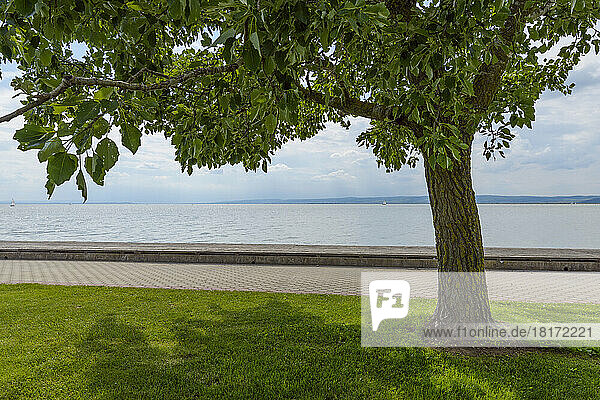 Tree by Shore in Weiden am See  Lake Neusiedl  Burgenland  Austria