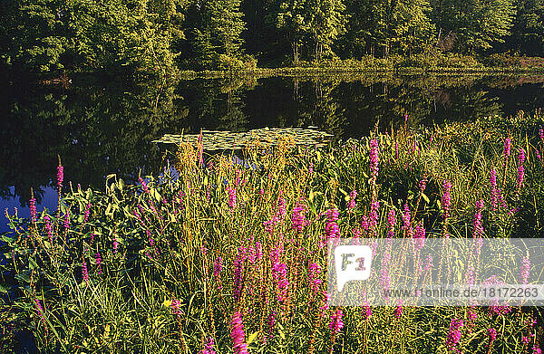 Pond  North Village  New Hampshire  USA