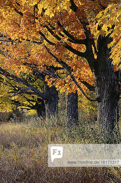 Autumn  Quechee  Vermont  USA