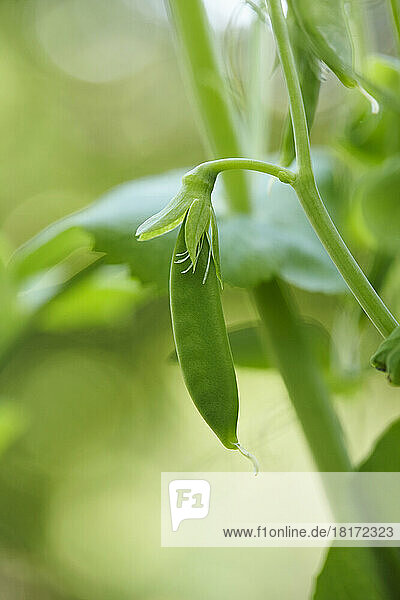 Close-up of Sugar Snap Pea on Vine in Garden  Ontario  Canada