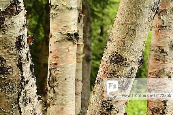 Yellow birch tree trunks  Betula alleghaniensis  in Fundy National Park.; Alma  Fundy National Park  New Brunswick  Canada.