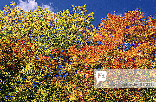 Autumn Leaves  Gatineau Park  Quebec  Canada
