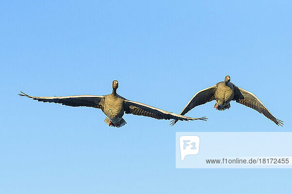 Greylag Geese (Anser anser) Flying  Hesse  Germany