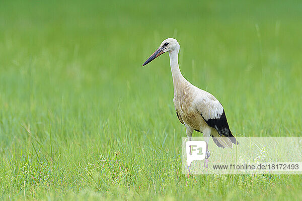 White Stork (Ciconia ciconia) on Meadow  Hesse  Germany