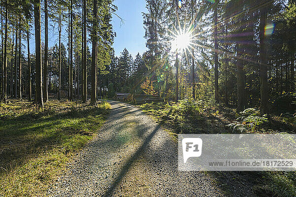 Forest path with sun in autumn  Germany