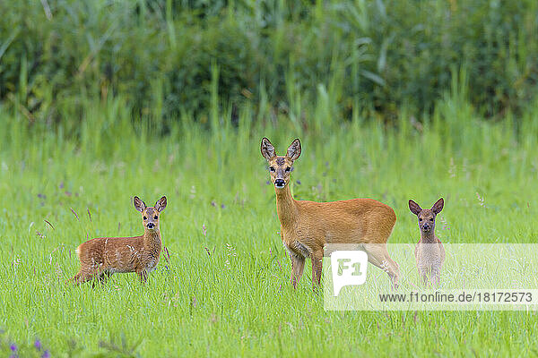 Roe Deer (Capreolus capreolus) Doe with Fawns on Meadow  Hesse  Germany