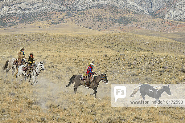 Cowboy and Cowgirls herding horse in wilderness  Rocky Mountains  Wyoming  USA