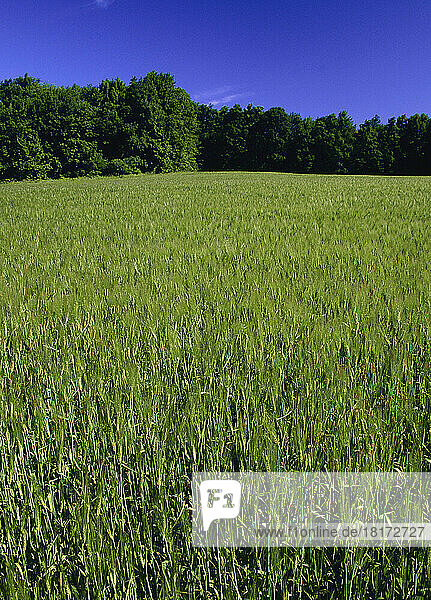 Barley Field  Portageville  New York  USA