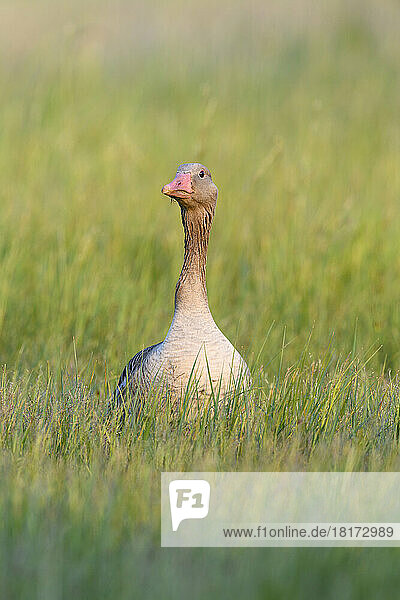 Front view portrait of a greylag goose (Anser anser) standing in a grassy field at Lake Neusiedl in Burgenland  Austria