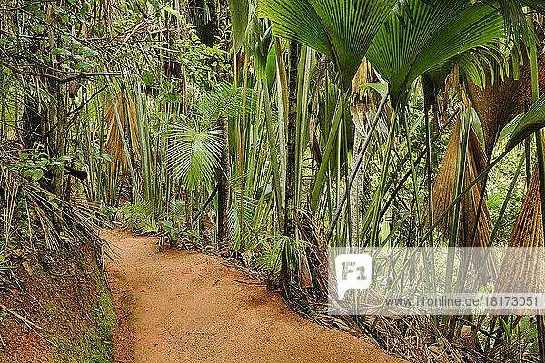 Pathway through Rainforest  Vallee de Mai Nature Preserve  Praslin  Seychelles