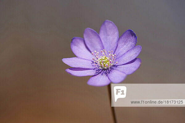 Close-up of Common Hepatica (Anemone hepatica) on the forest-floor in early spring  Upper Palatinate  Bavaria  Germany