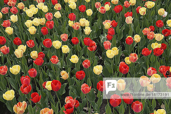 Tulips  Commissioners Park at Dow's Lake  Ottawa  Ontario  Canada