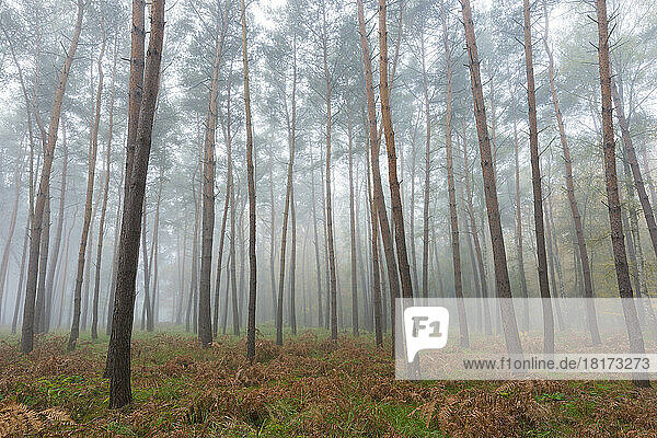 Trees in a pine forest on a misty morning in autumn in Hesse  Germany