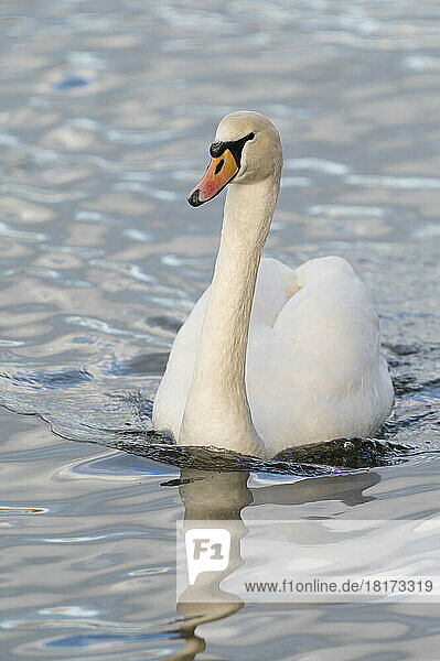 Close-up of a mute swan (cygnus olor) swimming  Europe