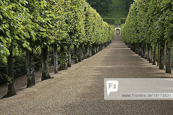 Walkway  Chateau de Villandry  Villandry  Indre-et-Loire  Loire Valley  France
