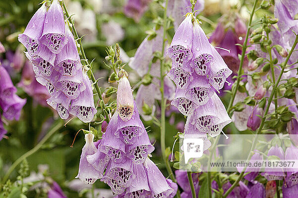 Lavender or purple foxglove flowers  Digitalis species  in spring.; Longwood Gardens  Pennsylvania.